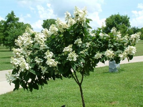 Hydrangea paniculata -5