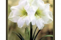 amaryllis