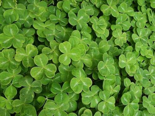 shamrock-752653